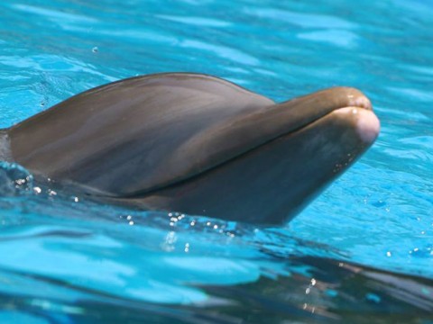 jelly cat dolphin